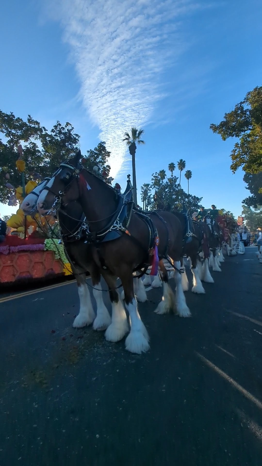 Team of large draft horses with white feathered hooves, harnessed together along the 2025 Rose Parade route in Pasadena beneath a blue sky and palm trees.